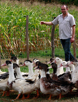 troupeau canard foie gras dordogne